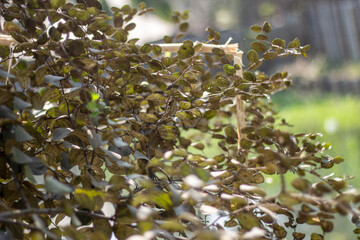 A green blurred background with numerous small leaves, branch