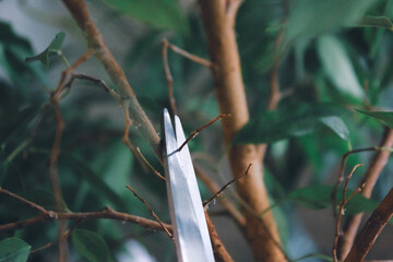 Houseplant Care Ficus Benjamin, yellowed leaves