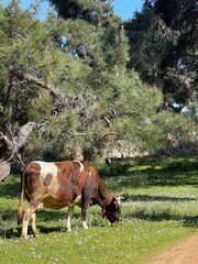 Cow on the meadow. Turkie. Farm

