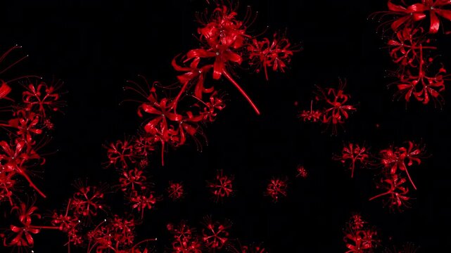 Red Lily Flowers transparant Background