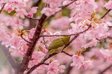 河津桜とメジロの春の出会い