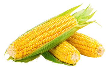 Fresh corn on the cob isolated on PNG transparent background, cut out