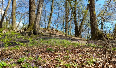 spring forest in april, trees and wild flowers