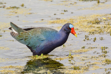An adult Purple Gallinule feeding amongst water weed