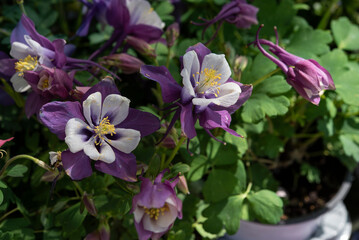 Aquilegia vulgarisis a genus of about 130 species of perennial plants. Ranuncolaceae family....
