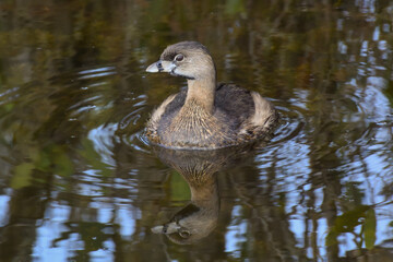 A Pied-billed Grebe with its reflection in the water