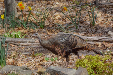 A female Wild Turkey wandering through woodland with daffodils in the background