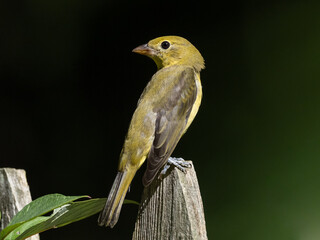 A close up of a female Scarlet Tanager perched atop a fence post
