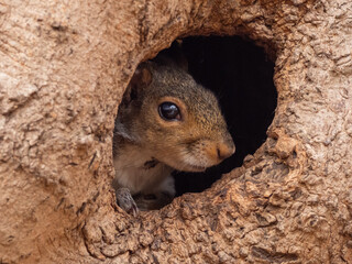 A Gray Squirrel hiding in a tree cavity and peering out