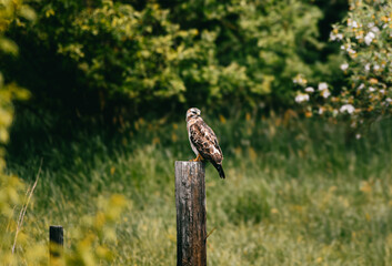 Common Buzzard Perched Alertly on a Wooden Post