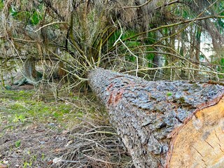 tree stump in the woods