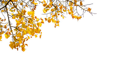Autumn leaves isolate on transparent background.