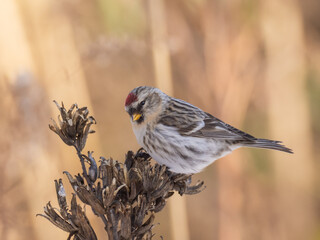 A Redpoll feeding on the seeds of a dried flower head
