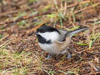 A close up of a Black-capped Chickadee perched and feeding on the ground