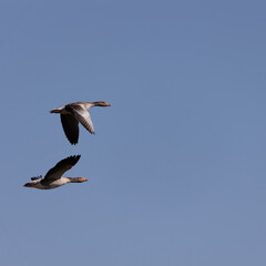  Two Greylag Geese Flying in a Clear Sky