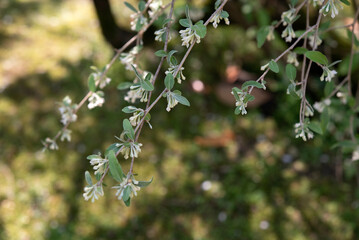 Elaeagnus commutata, the silverberry or wolf-willow, is a species in the family of Elaeagnaceae. It typically grows on dry to moist sandy and gravel soils in steppes, meadows or woodland edges