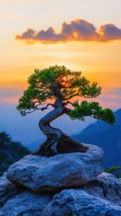A millennial cedar bonsai tree. It respects naturally all rules of bonsai. The tree sits on a rock on a dramatic Mediterranean mountain top with sunset colors in the backdrop. 