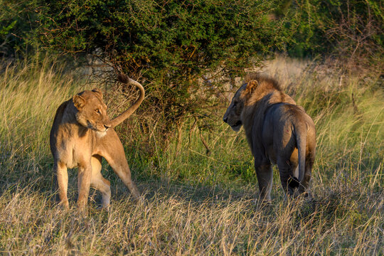 A lion in Kruger National Park taken on Safari in South Africa