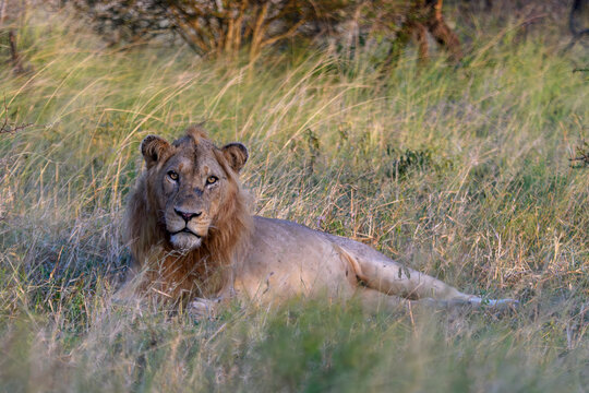 A lion in Kruger National Park taken on Safari in South Africa