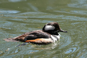 The hooded merganser (Lophodytes cucullatus) is a species of fish-eating duck in the subfamily Anatinae.