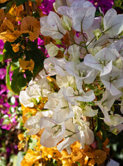 Bougainvillea is a genus of thorny ornamental vines, bushes, and trees belonging to the family Nyctaginaceae. Bouganvillea Miss Matilde. Springtime blooming..