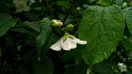white gardenia flower with water droplets