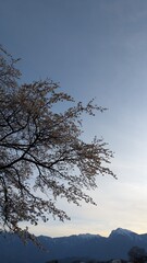 夕日に照らされる桜