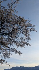 夕日に照らされる桜