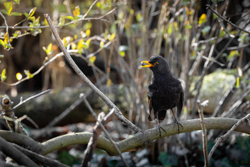Young Male Blackbird Perched with a Berry in its Beak