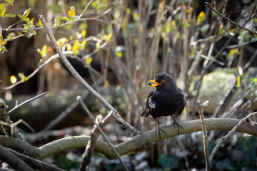Young Male Blackbird Perched with a Berry in its Beak