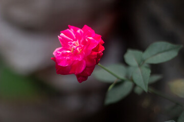 One red rose flower on a tree branch, green leaves, and a blurred background