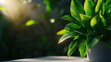 white board or background and there are leaves and shadows