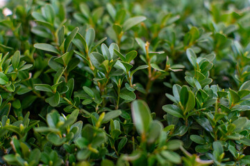 boxwood bush, texture of green boxwood leaves as a background, uniform background