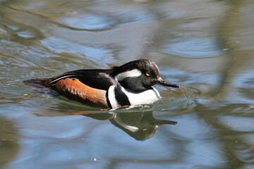 The hooded merganser (Lophodytes cucullatus) is a species of fish-eating duck in the subfamily Anatinae.
