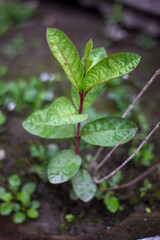 A guava tree with many leaves and a blurred background behind it