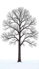 Obraz premium Isolated tree branches in winter landscape on white background, nature, branch, calm