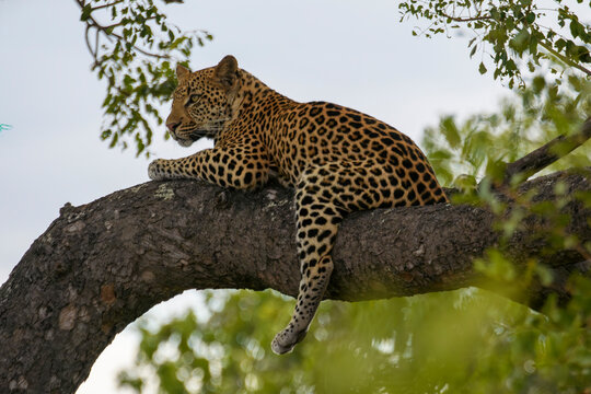 A leopard relaxing in a tree in Kruger National Park, South Africa