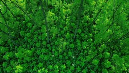 Obraz premium green grass background