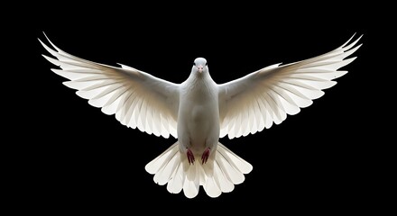 Obraz premium paloma blanca en vuelo