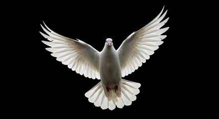 Obraz premium paloma blanca en vuelo