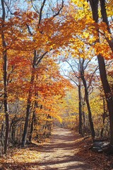 Obraz premium Golden Autumn Path Lined with Vibrant Trees in Full Color