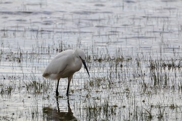 Aigrette garzette dans les marais