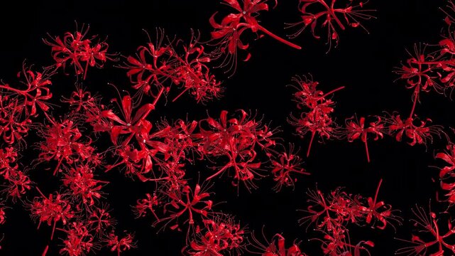 Red Lily Flowers transparant Background