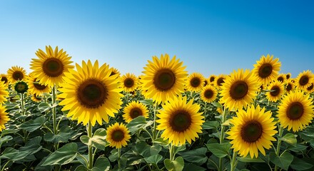 Obraz premium Vibrant Sunflower Field Under Blue Sky on a Sunny Day