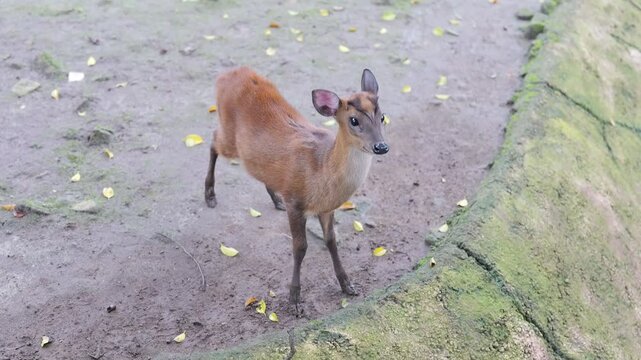 Footage of A small Reeves's muntjac is inside an enclosure at the zoo
