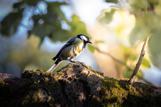 Great Tit Perched on a Moss-Covered Branch in Sunlight