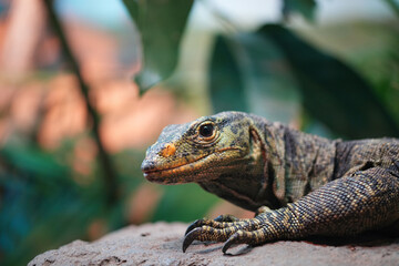 The Komodo dragon (Varanus komodoensis) is a large reptile of the monitor lizard family Varanidae that is endemic to the Indonesian islands.