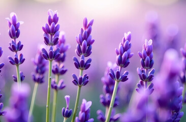 Obraz premium Background lavender field on a sunny day, blooming lavender close up 