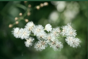 Grass flowers light up by a calm morning light. Spring nature in soft pastel earth tone blurred background. An inspirational nature image for aesthetic of spring design. 