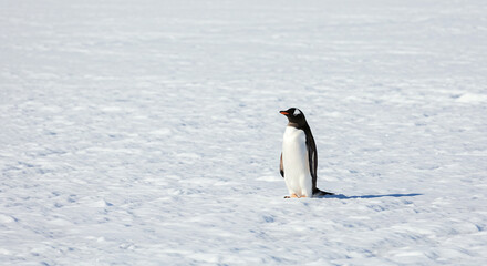 Obraz premium Penguin Standing on Snowy Landscape in Antarctica